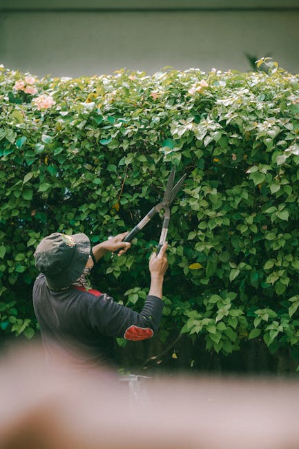 A gardener trimming a dense, leafy green hedge with long-handled pruning shears in a well-maintained outdoor garden setting. The hedge has small, vibrant pink flowers scattered throughout the foliage,