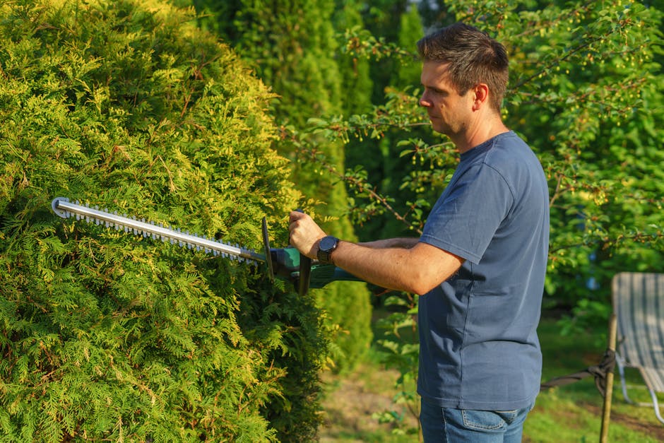A man wearing a blue t-shirt and jeans is engaged in garden maintenance, trimming a large, dense evergreen hedge with pruning shears. The hedge has vibrant green, needle-like foliage, and is part of a
