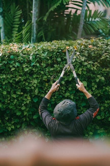 A man wearing a blue t-shirt and jeans is engaged in garden maintenance, trimming a large, dense evergreen hedge with pruning shears. The hedge has vibrant green, needle-like foliage, and is part of a